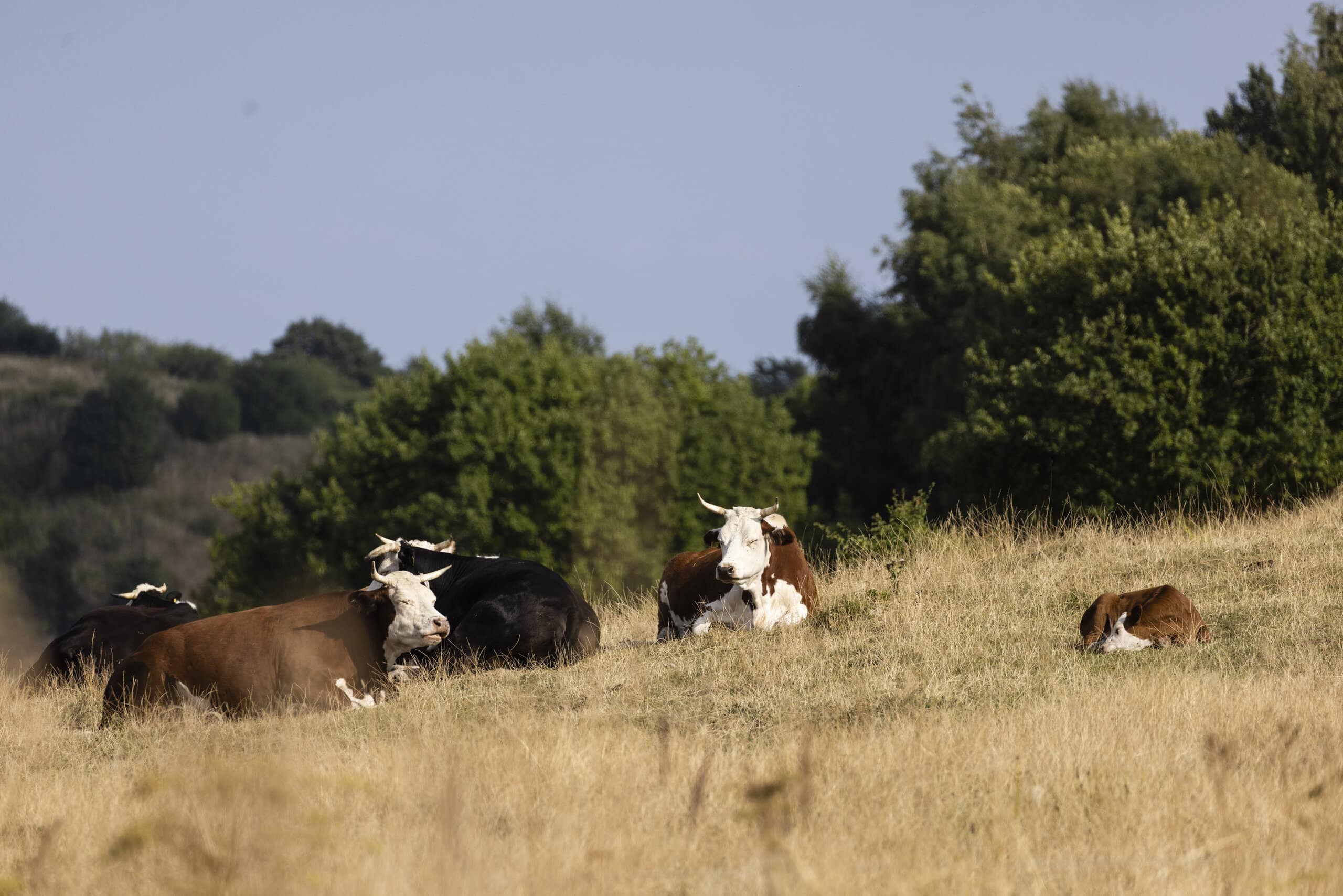 LYNGE_20220815_TH_0027